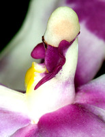 Exotic Orchids