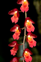 C Ribet Orchid 8010