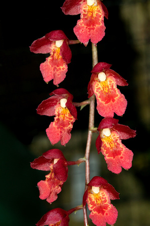 C Ribet Orchid 8010