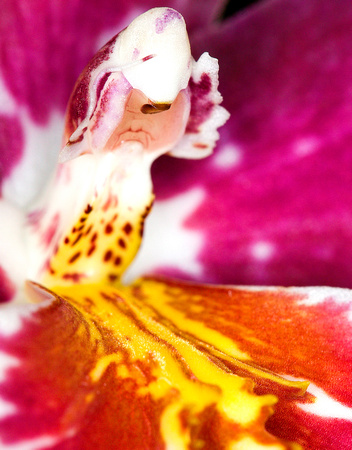 C Ribet Orchid 8039b