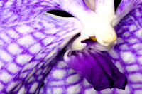 Orchids B