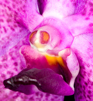 C Ribet Orchid 8120b