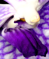 C Ribet Orchid 8052b