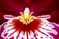 C Ribet Orchid 8299