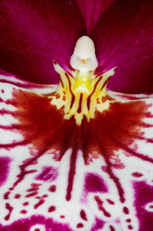 C Ribet Orchid 8301