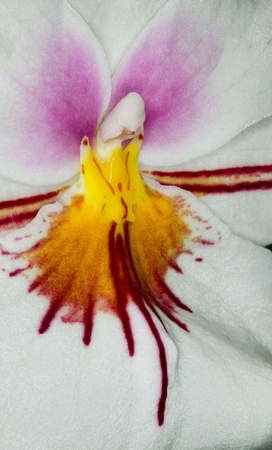C Ribet Orchid 8304