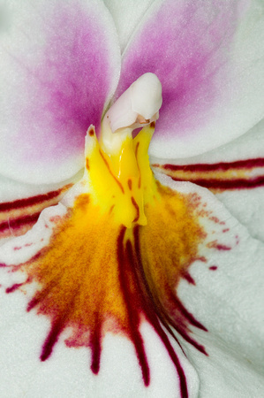C Ribet Orchid 8306