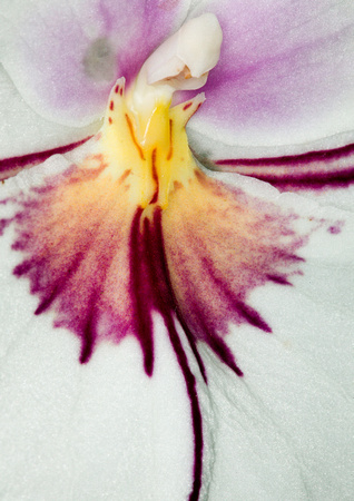 C Ribet Orchid 8310