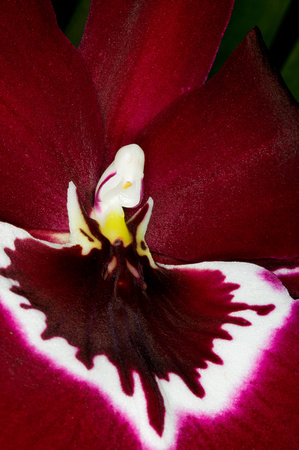 C Ribet Orchid 8313