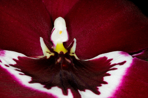 C Ribet Orchid 8314