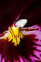 C Ribet Orchid 8320