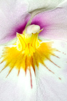 C Ribet Orchid 8325