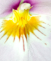 C Ribet Orchid 8325b
