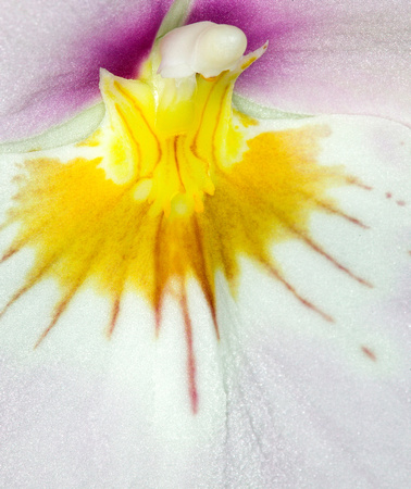 C Ribet Orchid 8325b