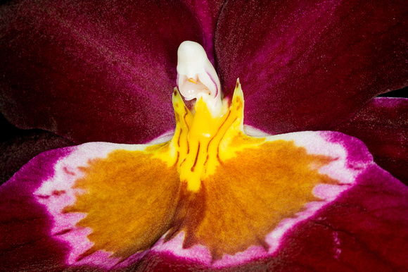 C Ribet Orchid 8328