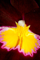 C Ribet Orchid 8333