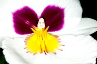 C Ribet Orchid 8339