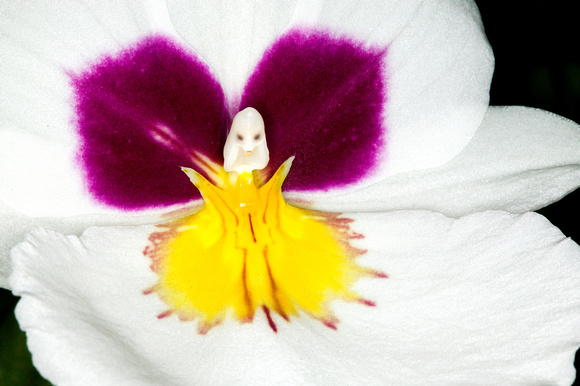 C Ribet Orchid 8339