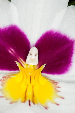 C Ribet Orchid 8340