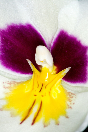 C Ribet Orchid 8347