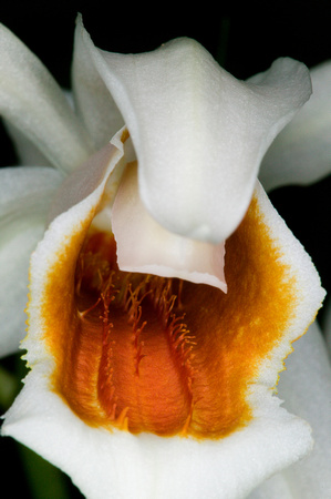 C Ribet Orchid 8354