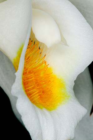 C Ribet Orchid 8361