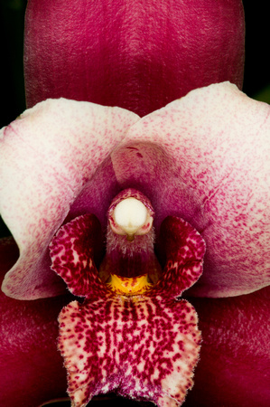 C Ribet Orchid 8366