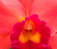 C Ribet Orchid 7188b