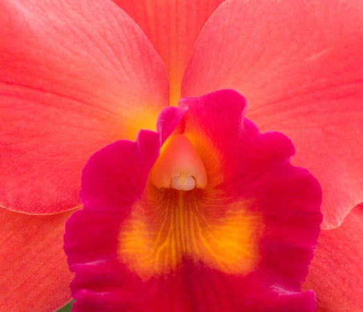 C Ribet Orchid 7188b