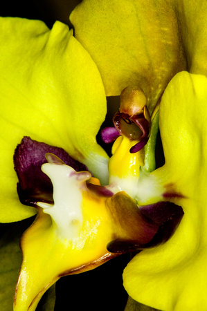 C Ribet Orchid 8375