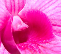 C Ribet Orchid 7192