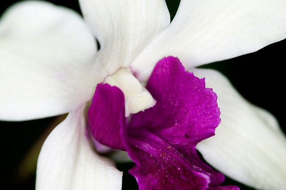 C Ribet Orchid 7586