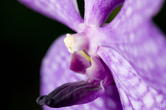 C Ribet Orchid 7595