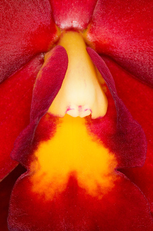 C Ribet Orchid 8380