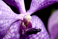 C Ribet Orchid 7601