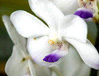 C Ribet Orchid 7605