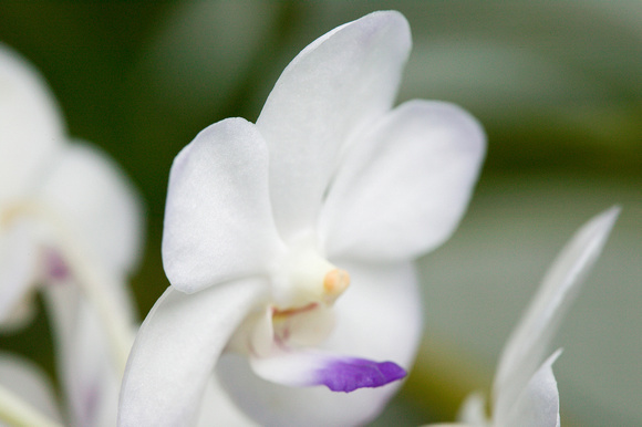 C Ribet Orchid 7606