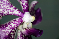 C Ribet Orchid 7612