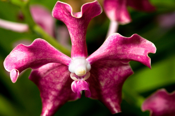 C Ribet Orchid 7615
