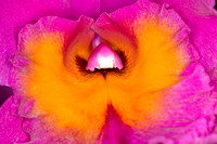 C Ribet Orchid 7630