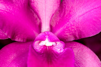 C Ribet Orchid 7645