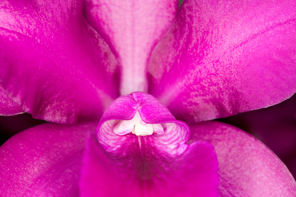 C Ribet Orchid 7645