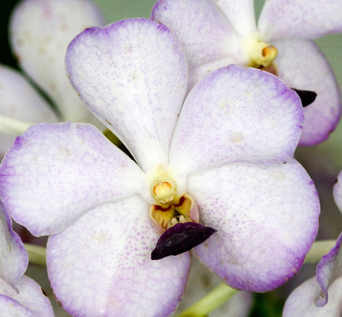 C Ribet Orchid 7657