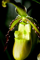 C Ribet Orchid 7667