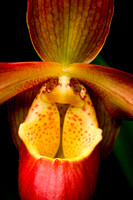 C Ribet Orchid 7675