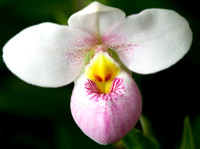 C Ribet Orchid 7679