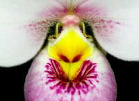 C Ribet Orchid 7684