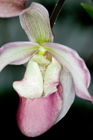 C Ribet Orchid 7690