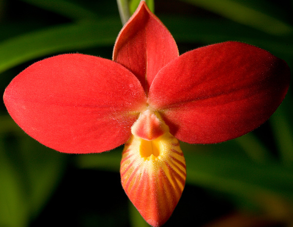 C Ribet Orchid 7698