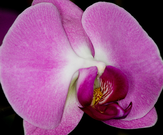 C Ribet Orchid 7701
